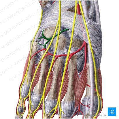 Lateral tarsal artery (Arteria tarsea lateralis); Image: Liene Znotina