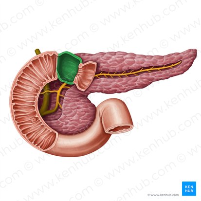 Superior part of duodenum (Pars superior duodeni); Image: Irina Münstermann