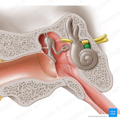 Cochlear nerve (Nervus cochlearis); Image: Paul Kim