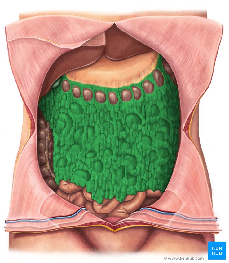 Greater omentum - ventral view