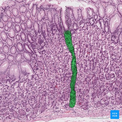 Gastric gland (proper) (Glandula gastrica propria); Image: 