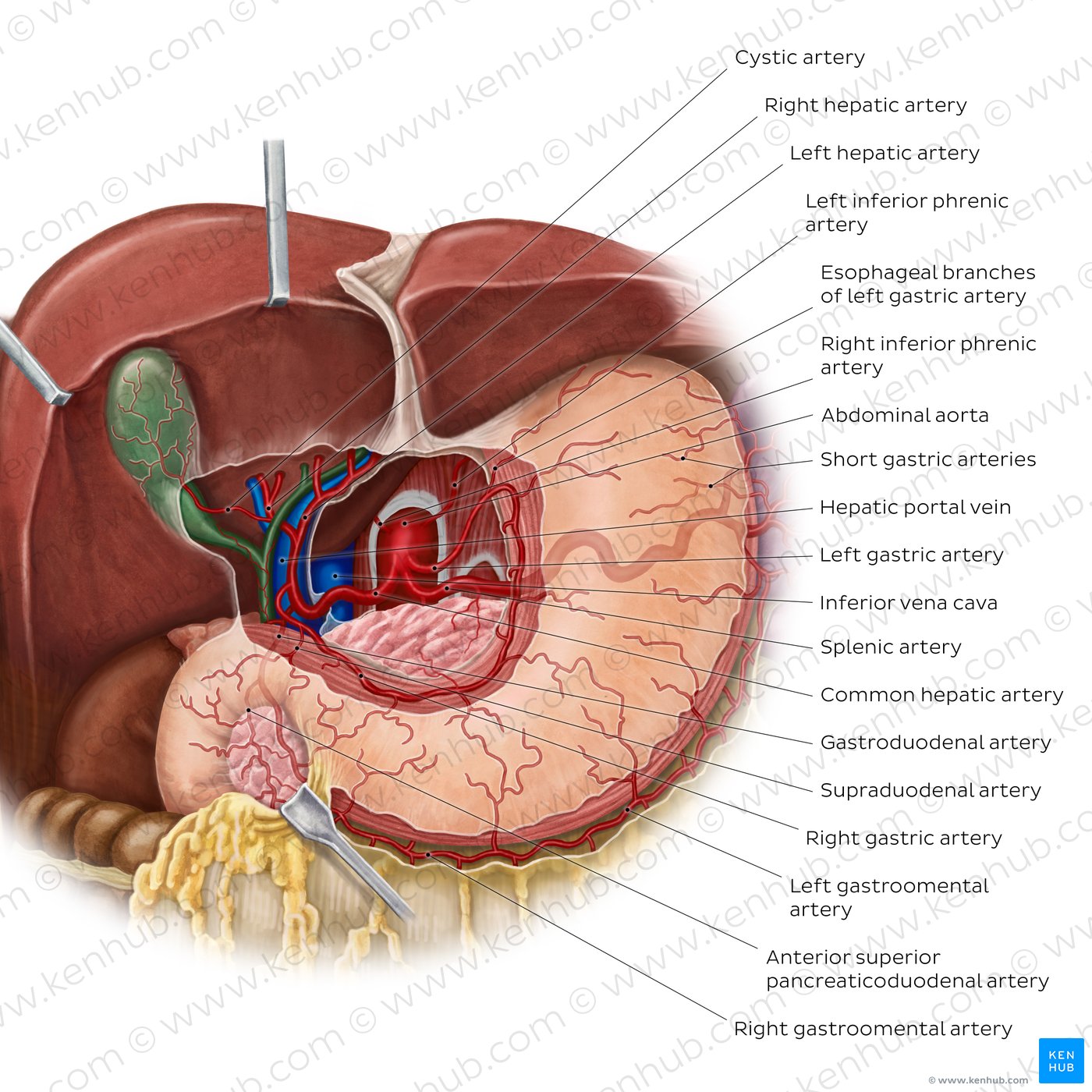 Arteries of the stomach, liver and spleen (anterior view)