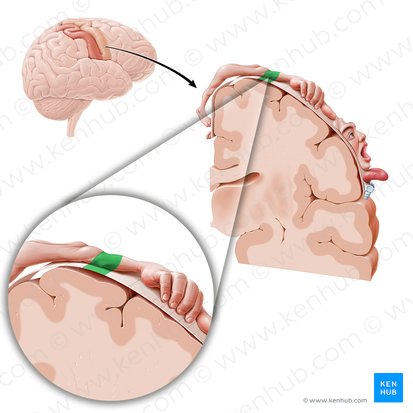 Motor cortex of elbow (Cortex motorius regionis cubiti); Image: Paul Kim