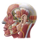 Nerven des Gesichts und der Kopfhaut