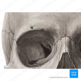 Supraorbital foramen of frontal bone (Foramen supraorbitale ossis frontalis); Image: Yousun Koh