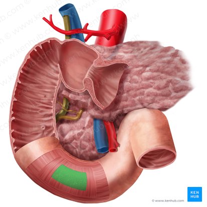 Tela submucosa (Unterschleimhaut); Bild: Begoña Rodriguez