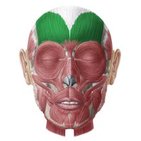 Músculo frontal
