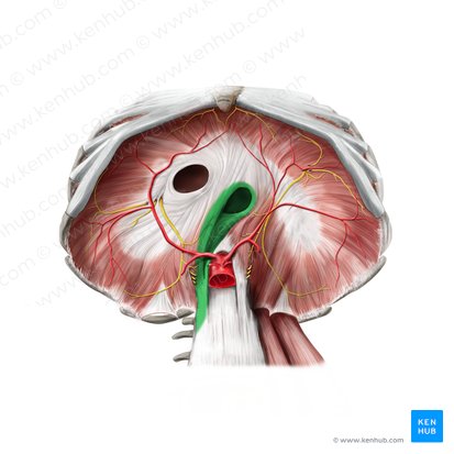 Right crus of diaphragm (Crus dextrum diaphragmatis); Image: Paul Kim