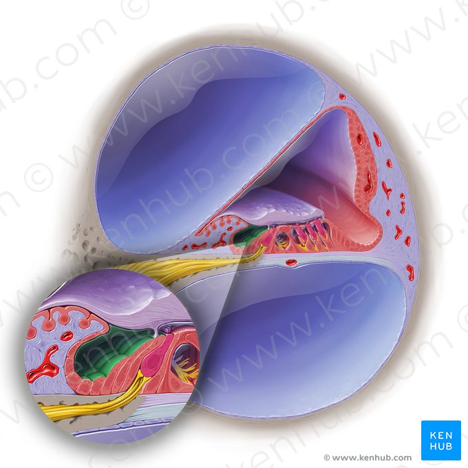 Sulco espiral interno do ducto coclear (Sulcus spiralis internus ducti cochlearis); Imagem: Paul Kim