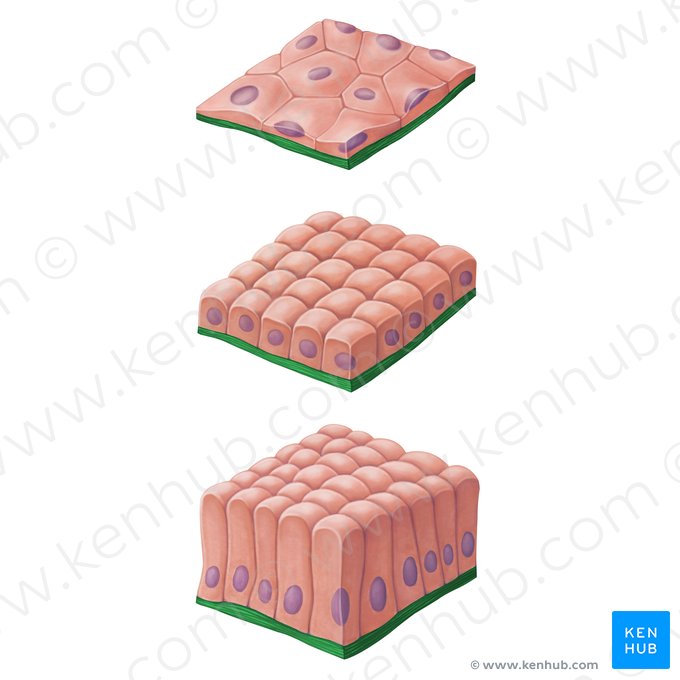 Basement membrane (Membrana basalis); Image: Irina Münstermann