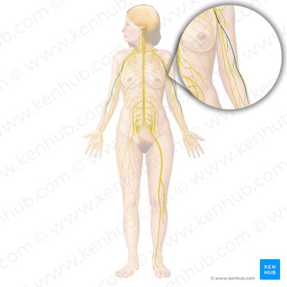 Nerf radial (Nervus radialis); Image : Begoña Rodriguez