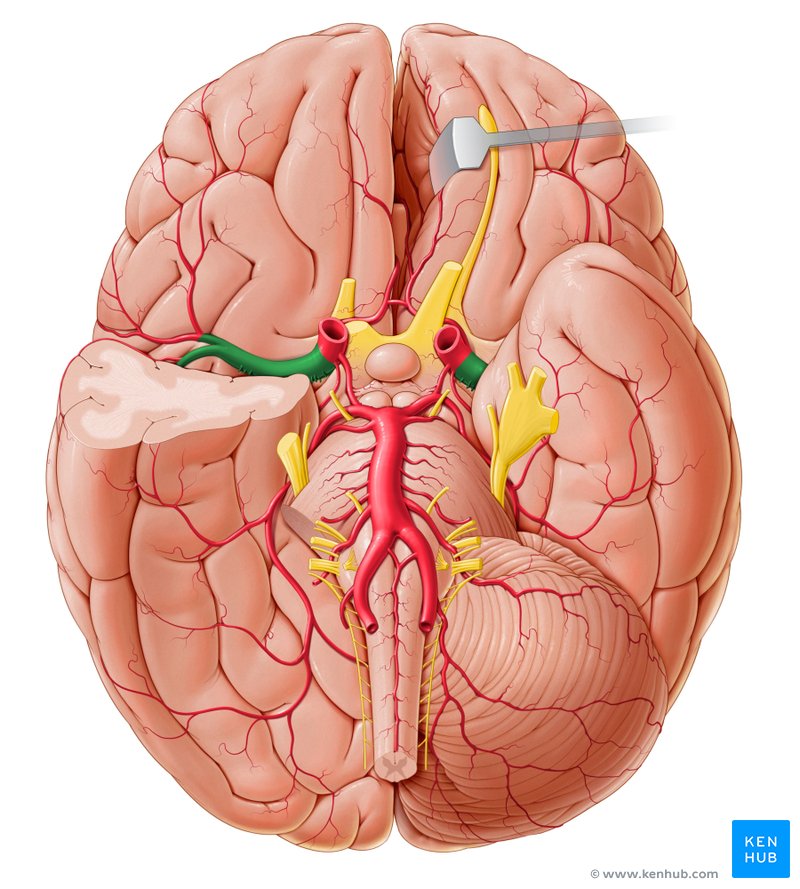 Middle cerebral artery (Arteria cerebri media)