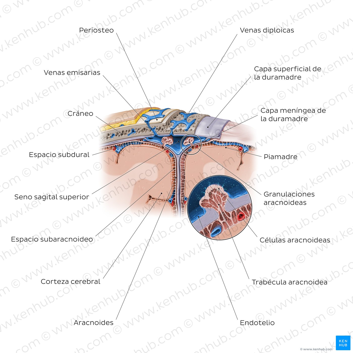 Visión general de las meninges craneales y las granulaciones aracnoideas