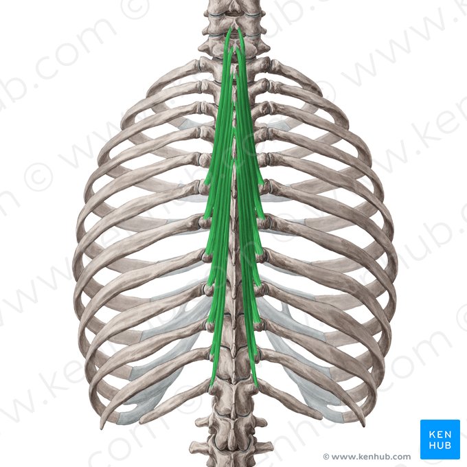 Músculo semiespinal do tórax (Musculus semispinalis thoracis); Imagem: Yousun Koh