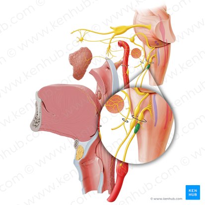 Ganglio inferior del nervio vago (Ganglion inferius nervi vagi); Imagen: Paul Kim