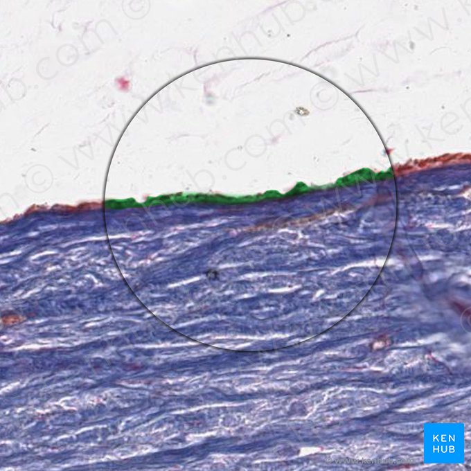 Visceral layer of tunica vaginalis of testis (Lamina visceralis tunicae vaginalis testis); Image: 