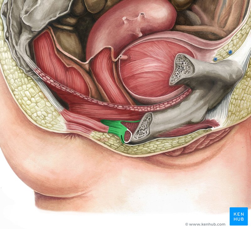 Central tendon of perineum (perineal body - green) - sagittal section of female pelvis