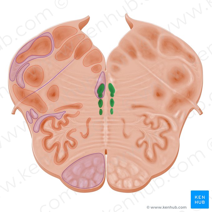 Núcleos del rafe (Nuclei raphes); Imagen: Paul Kim