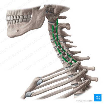 Músculos intertransversos del cuello (Musculi intertransversarii colli); Imagen: Yousun Koh