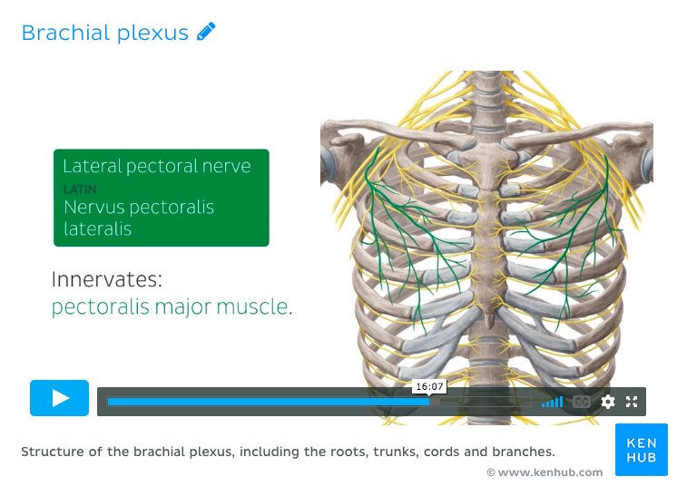 Brachial plexus video