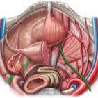 Ureter (Harnleiter)