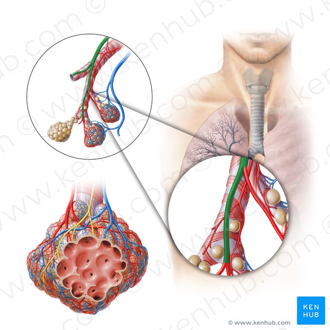 Arteria pulmonalis (Lungenarterie); Bild: Paul Kim