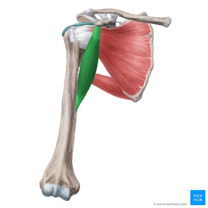 Musculus кист