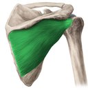 Infraspinatus muscle