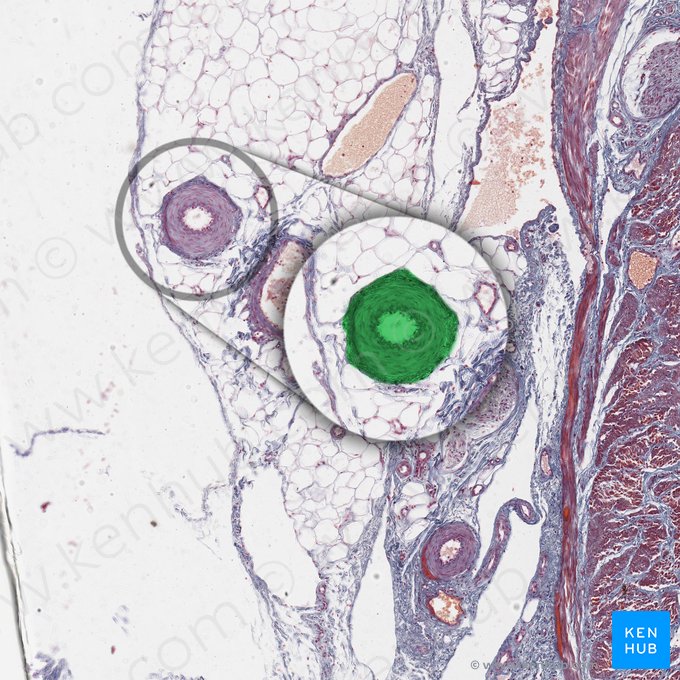 Artery (Arteria); Image: 