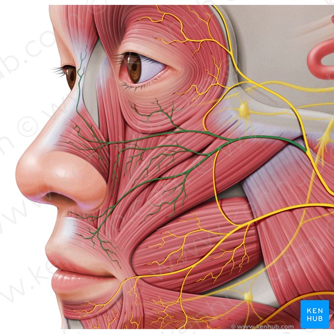 Ramos zigomáticos do nervo facial (Rami zygomatici nervi facialis); Imagem: Paul Kim