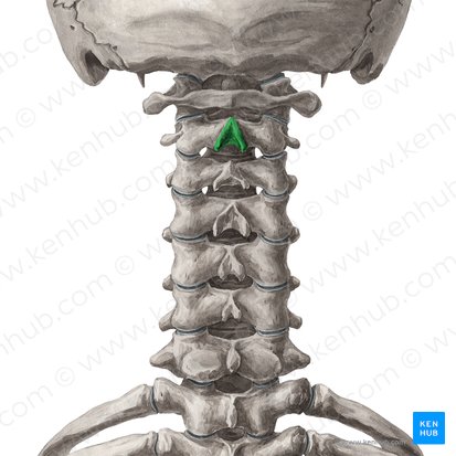 Processus spinosus axis (Dornfortsatz des Axis); Bild: Yousun Koh