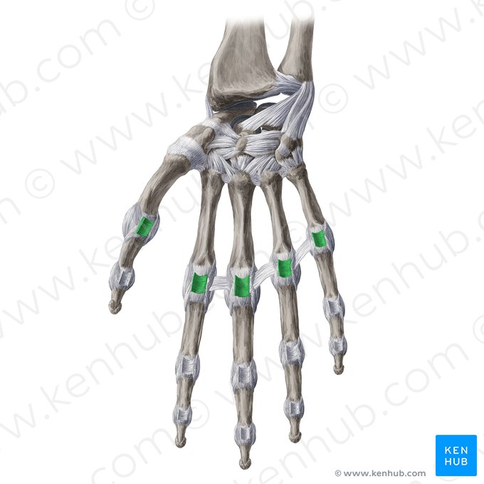 Ligamentos metacarpofalângicos palmares (Ligamenta metacarpophalangea palmaria); Imagem: Yousun Koh