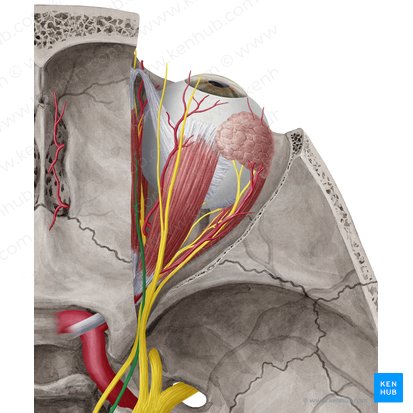 Trochlear nerve (Nervus trochlearis); Image: Yousun Koh