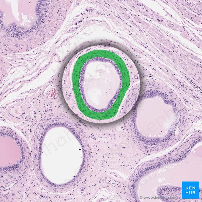 Tunica circularis muscularis (Glatte Ringmuskelschicht); Bild: 