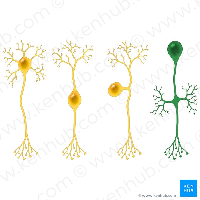 Neurona unipolar (Neuron unipolare); Imagen: Paul Kim