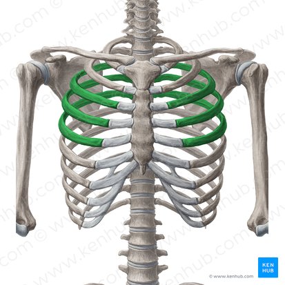 3rd-5th ribs (Costae 3-5); Image: Yousun Koh