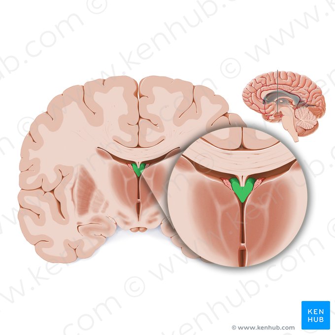 Cuerpo del fórnix (Corpus fornicis); Imagen: Paul Kim