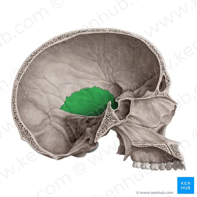 Squamous part of temporal bone (Pars squamosa ossis temporalis); Image: Yousun Koh