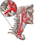 Costocervical trunk