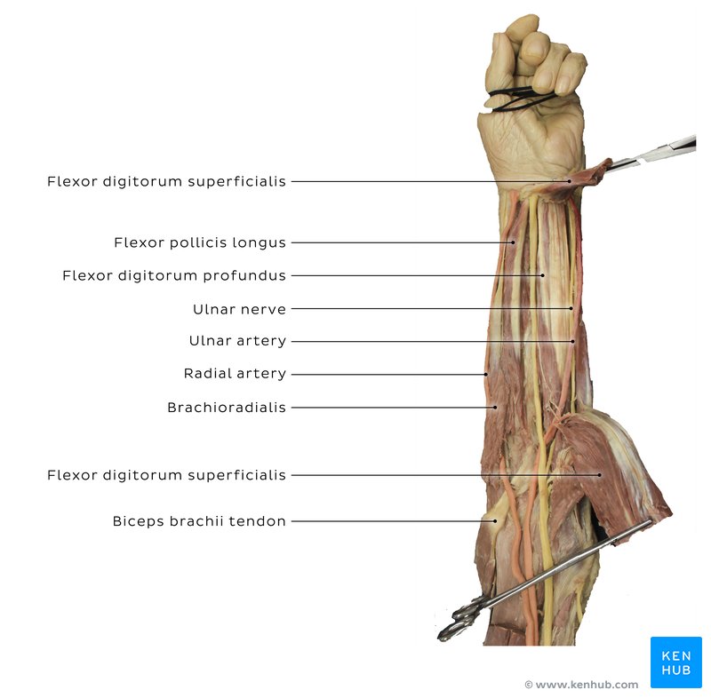 Flexor digitorum profundus and flexor digitorum superficialis muscles