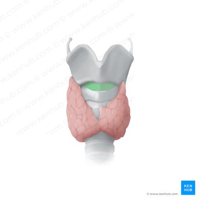 Ligamento cricotiroideo (Ligamentum cricothyroideum); Imagen: Begoña Rodriguez