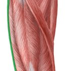 Iliotibial tract