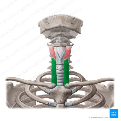 Musculus sternothyroideus (Brustbein-Schildknorpel-Muskel); Bild: Yousun Koh
