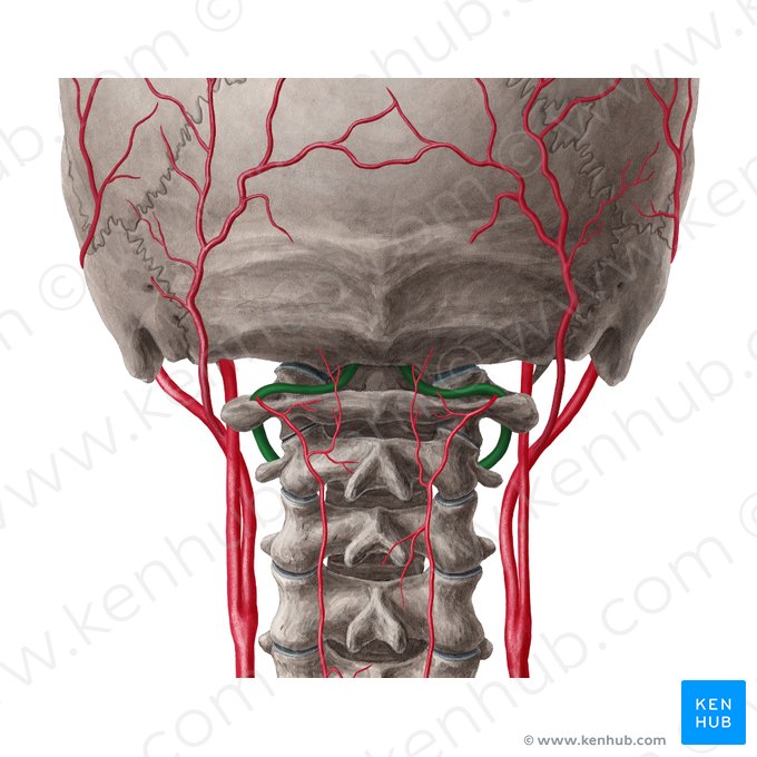 Vertebral artery (Arteria vertebralis); Image: Yousun Koh