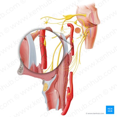 Plexus caroticus externus (Äußeres Karotisgeflecht); Bild: Paul Kim