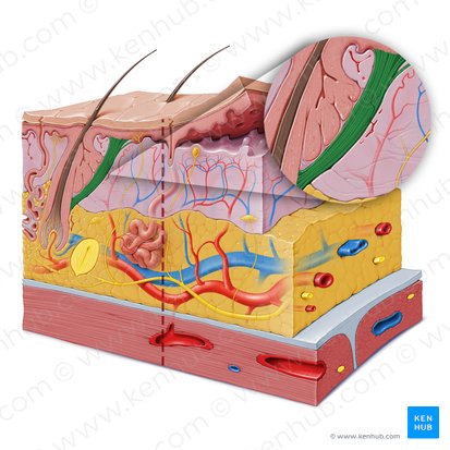 Muscle arrecteur du poil (Musculus arrector pili); Image : Paul Kim