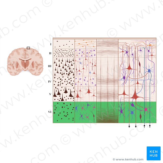 Capa multiforme de la corteza cerebral (Lamina multiformis); Imagen: Paul Kim