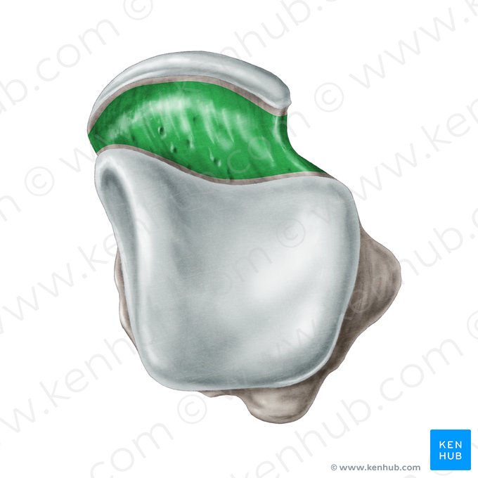 Cuello del talus (Collum ossis tali); Imagen: Samantha Zimmerman