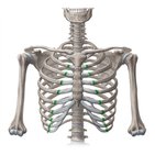 Costochondral joint (junction)