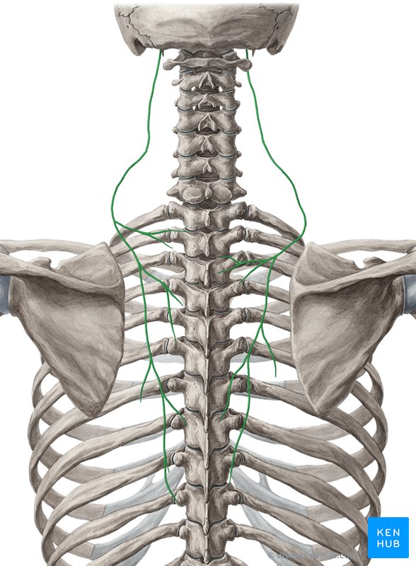 Accessory nerve - dorsal view